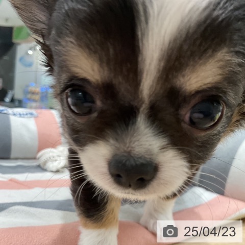 チワワの写真