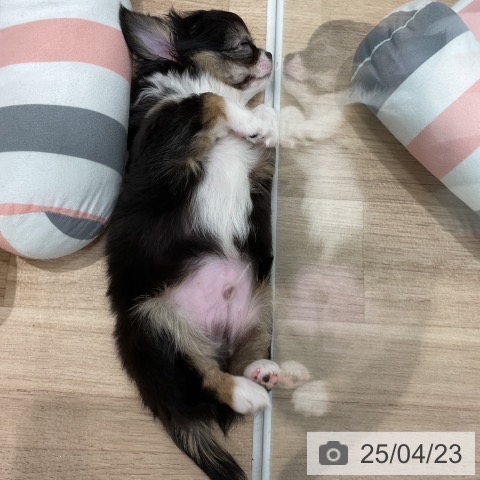 チワワの写真