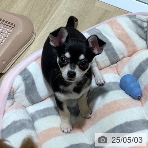 チワワの写真