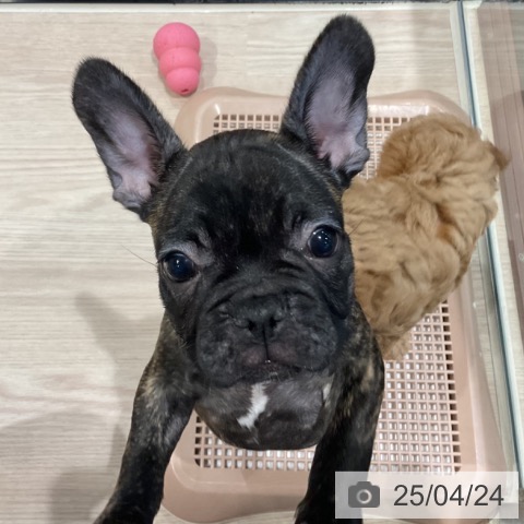フレンチ・ブルドッグの写真
