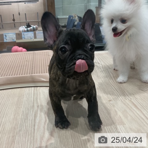 フレンチ・ブルドッグの写真