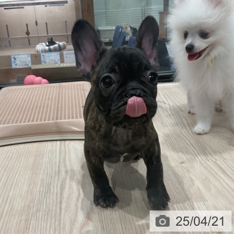 フレンチ・ブルドッグの写真