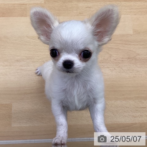 チワワの写真