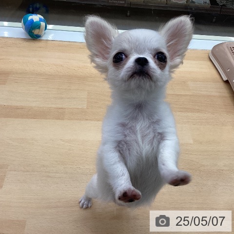 チワワの写真