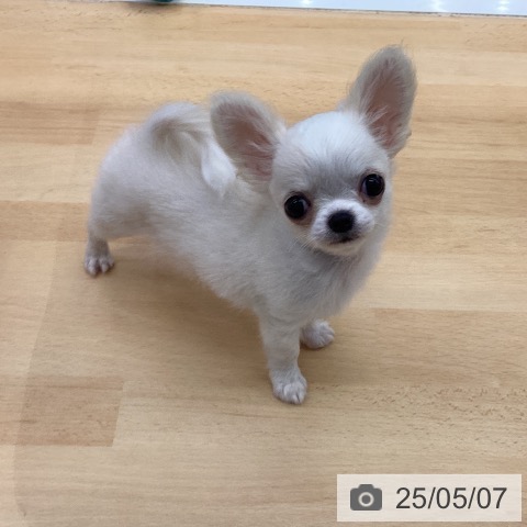 チワワの写真
