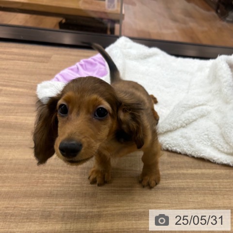 カニーンヘン・ダックスフンドの写真