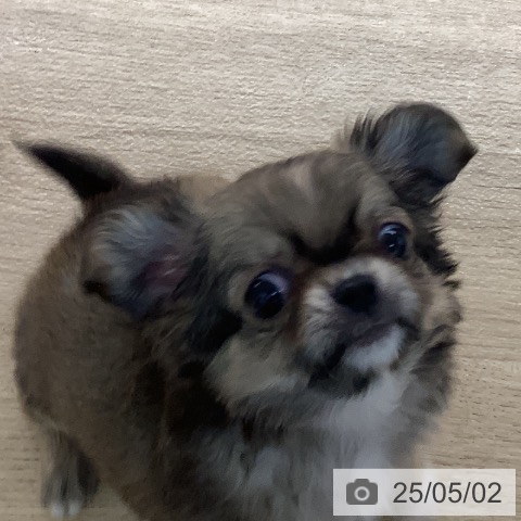チワワの写真