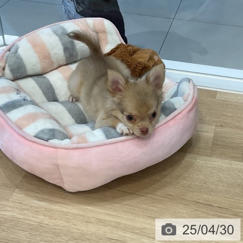 チワワの写真