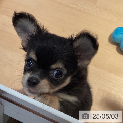 チワワの写真