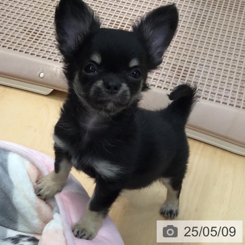 チワワの写真