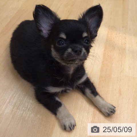 チワワの写真