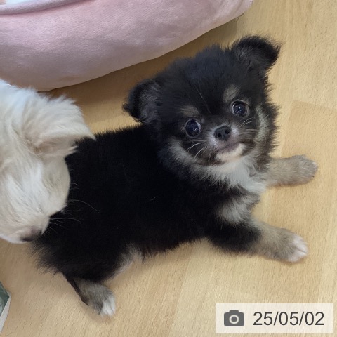 チワワの写真