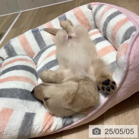 ミニチュア・ダックスフンドの写真