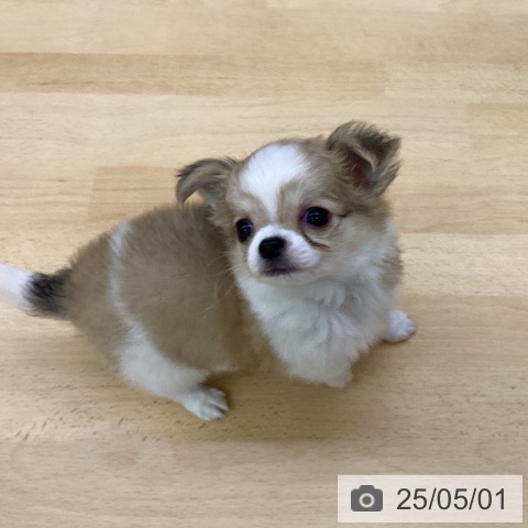 チワワの写真