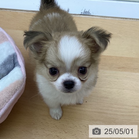 チワワの写真