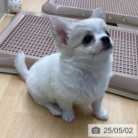 チワワの写真