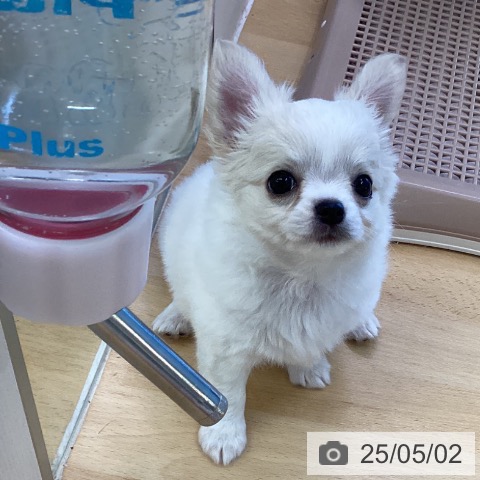 チワワの写真