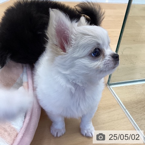 チワワの写真