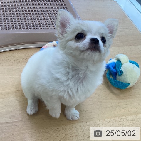 チワワの写真