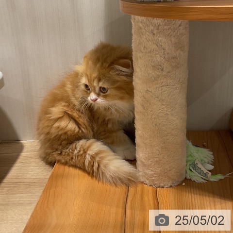 スコティッシュフォールドの写真