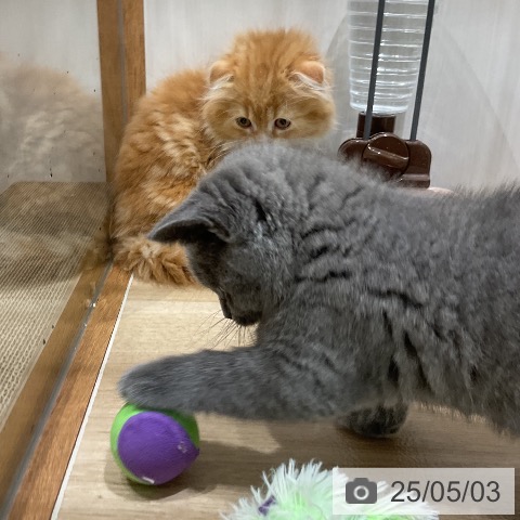 スコティッシュフォールドの写真