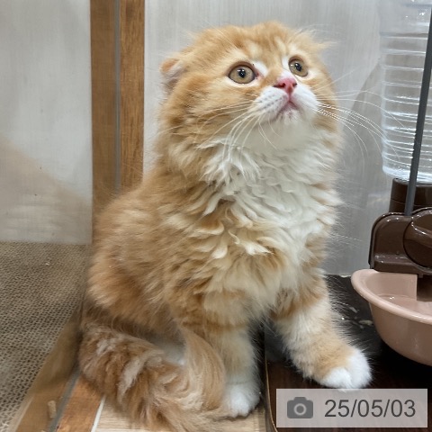 スコティッシュフォールドの写真