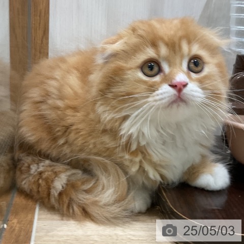 スコティッシュフォールドの写真