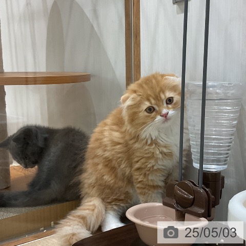 スコティッシュフォールドの写真