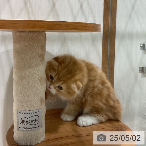 スコティッシュフォールドの写真