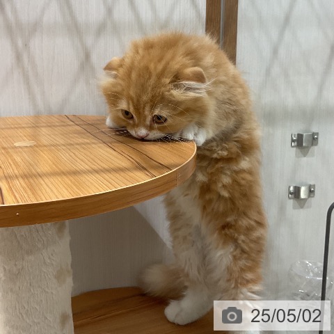 スコティッシュフォールドの写真