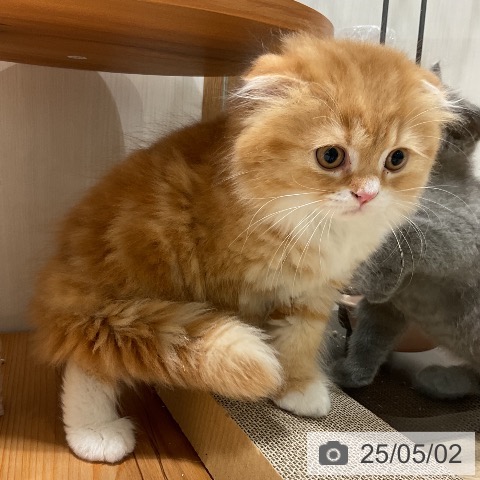 スコティッシュフォールドの写真
