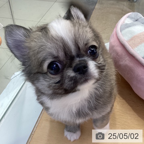 チワワの写真