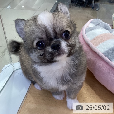 チワワの写真