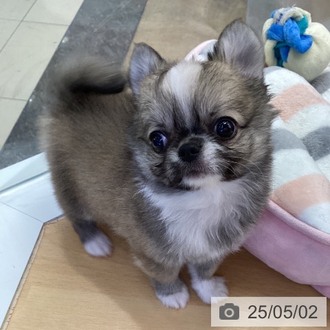 チワワの写真