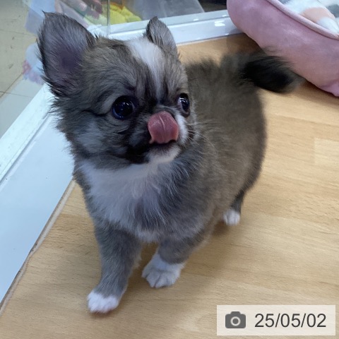 チワワの写真