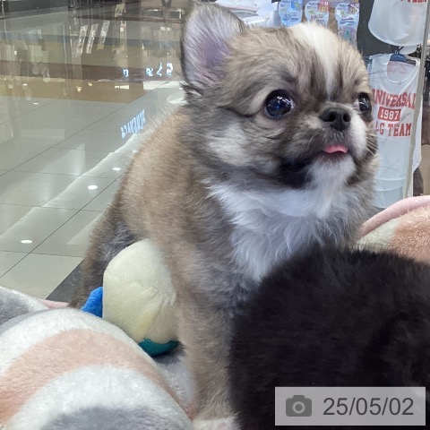 チワワの写真