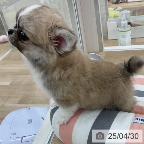 チワワの写真