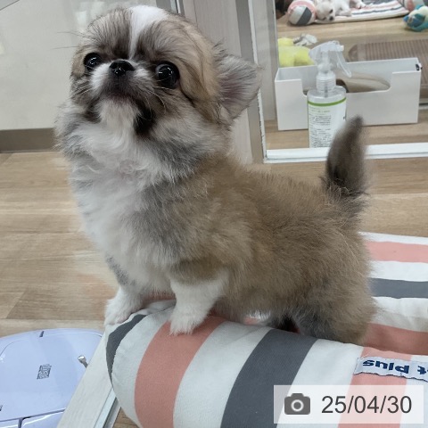 チワワの写真