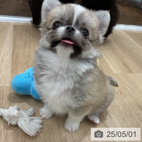 チワワの写真