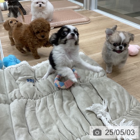 チワワの写真