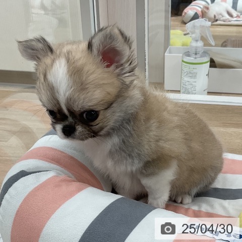 チワワの写真