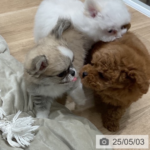 チワワの写真