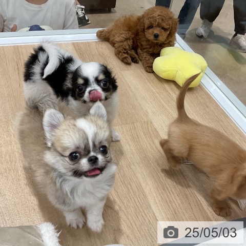 チワワの写真