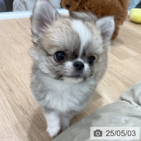チワワの写真