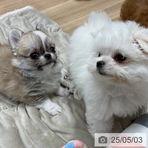 チワワの写真