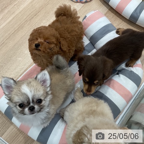 チワワの写真