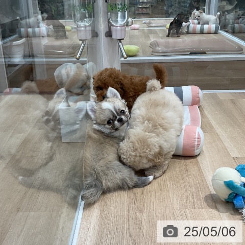 チワワの写真