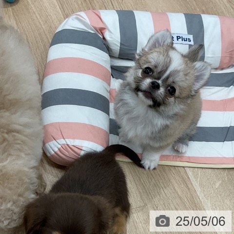 チワワの写真