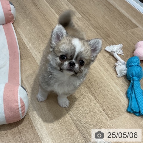 チワワの写真