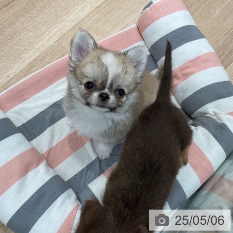 チワワの写真